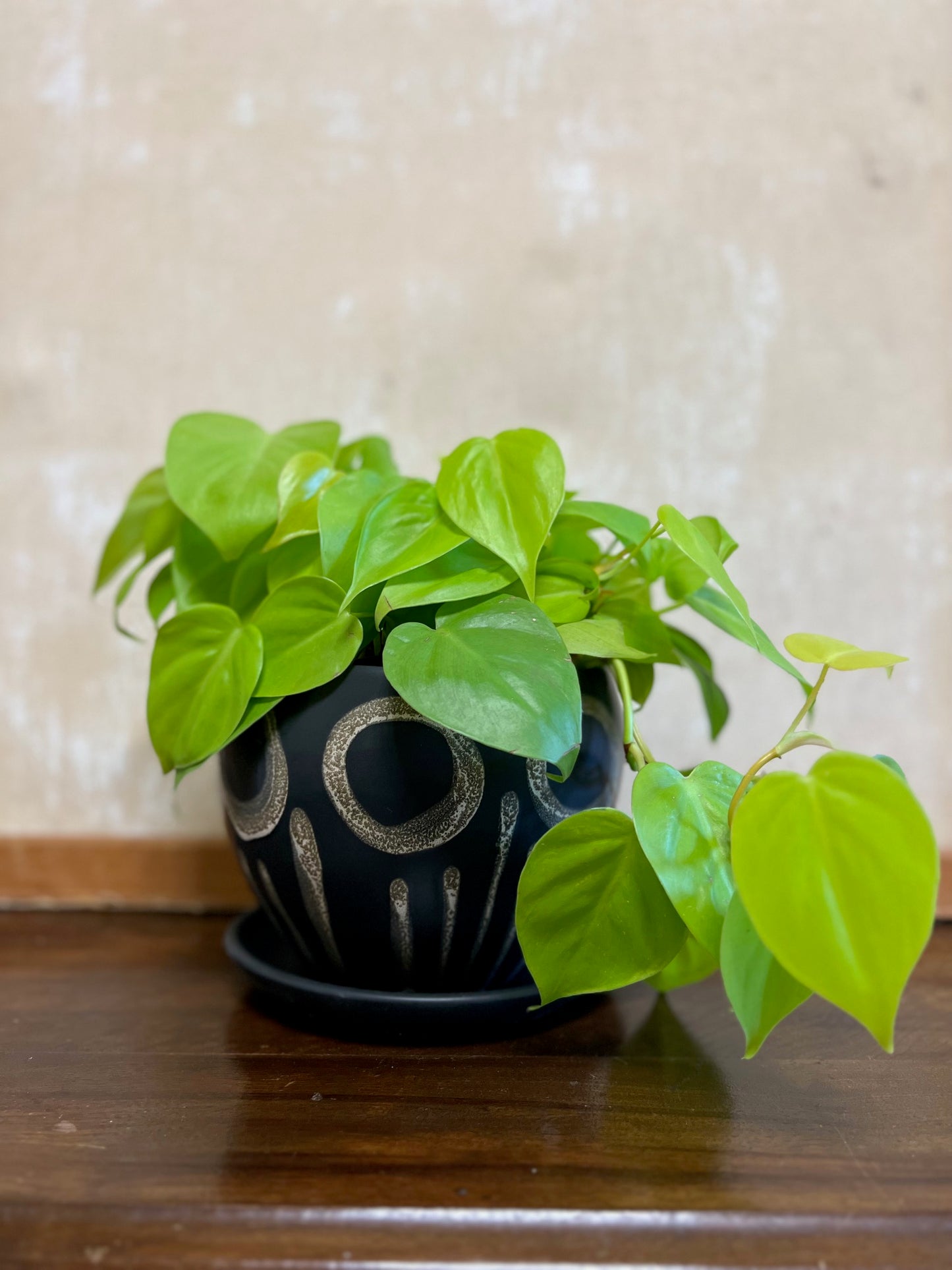 Potted Lime Philodendron