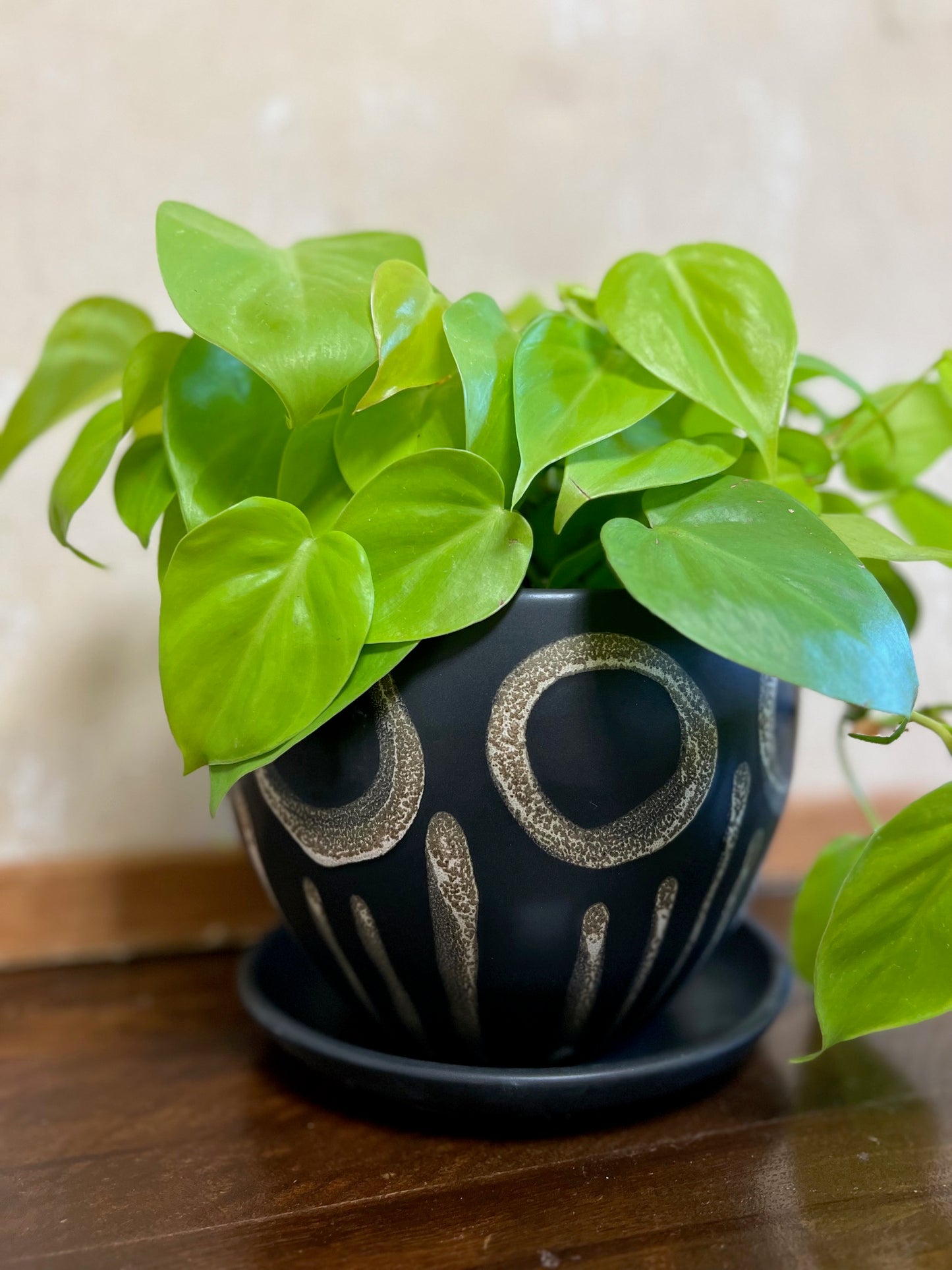 Potted Lime Philodendron