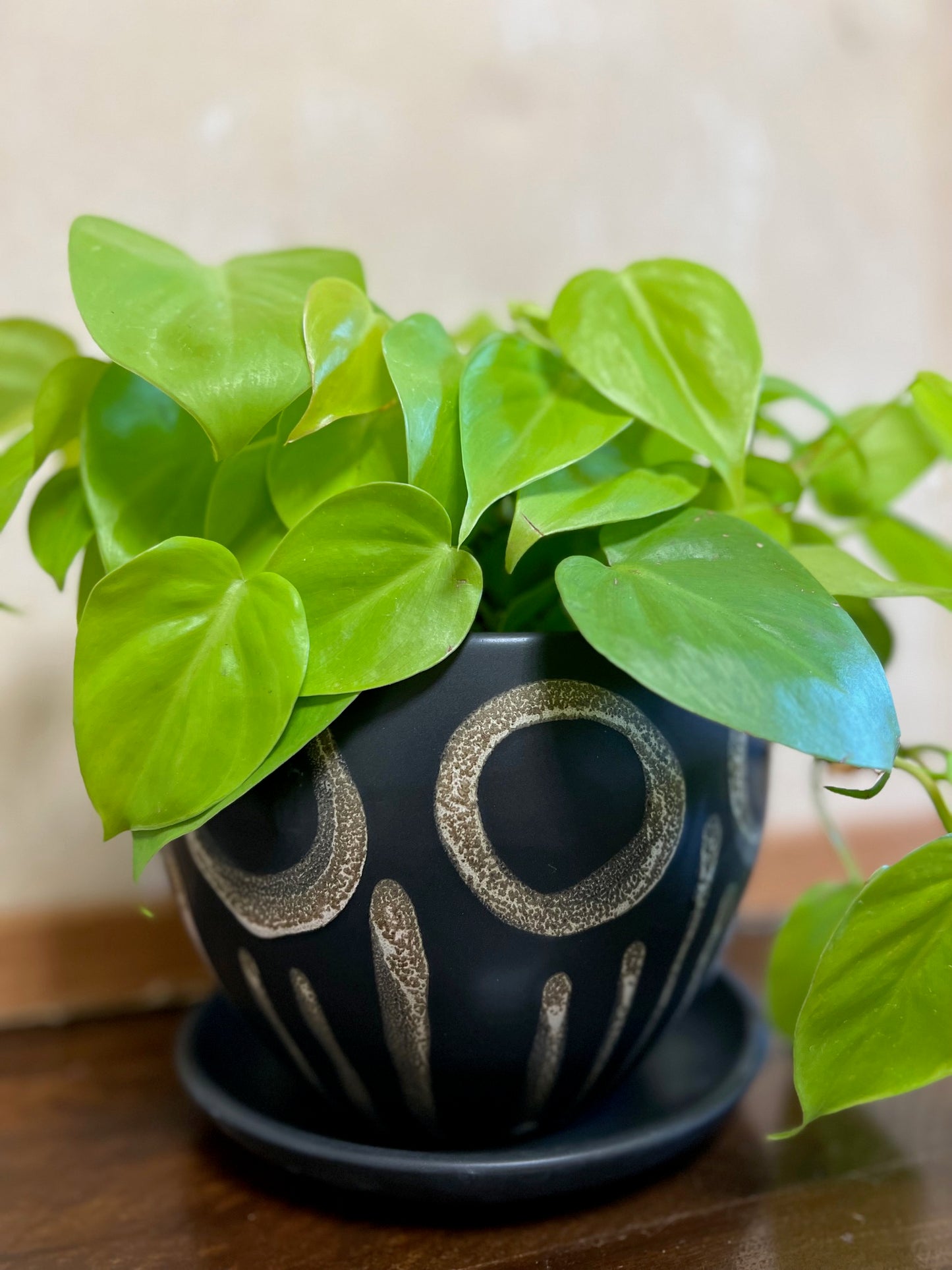 Potted Lime Philodendron