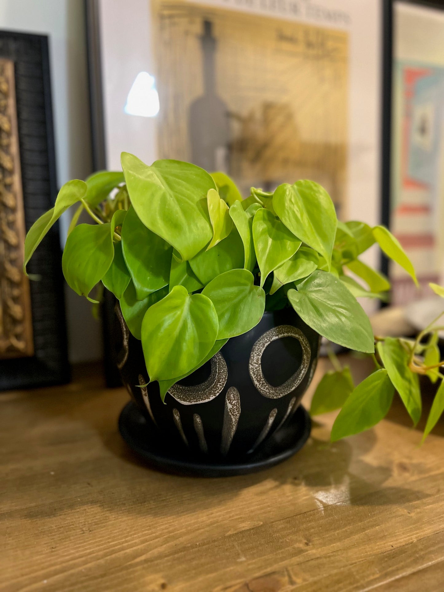 Potted Lime Philodendron