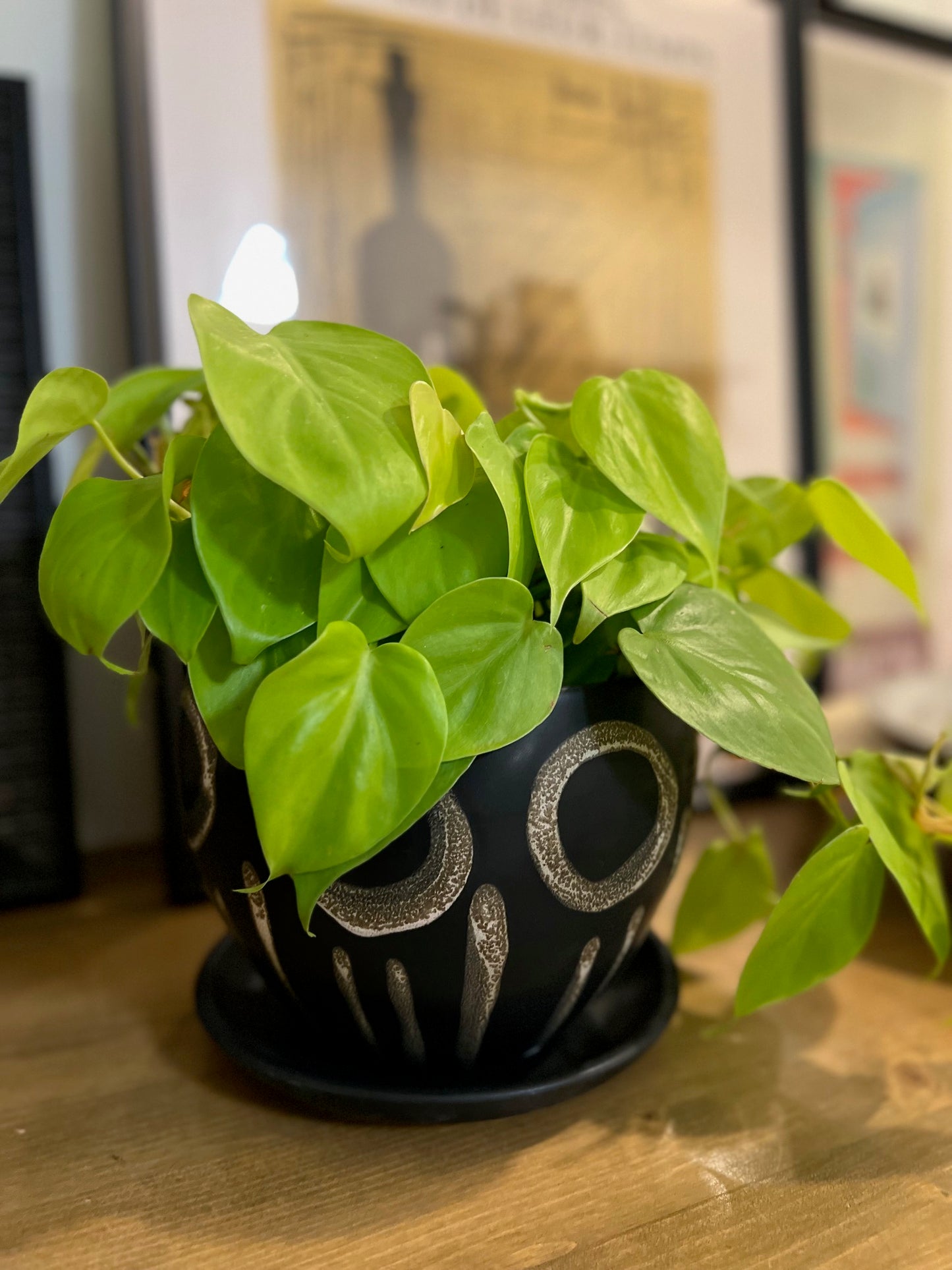 Potted Lime Philodendron