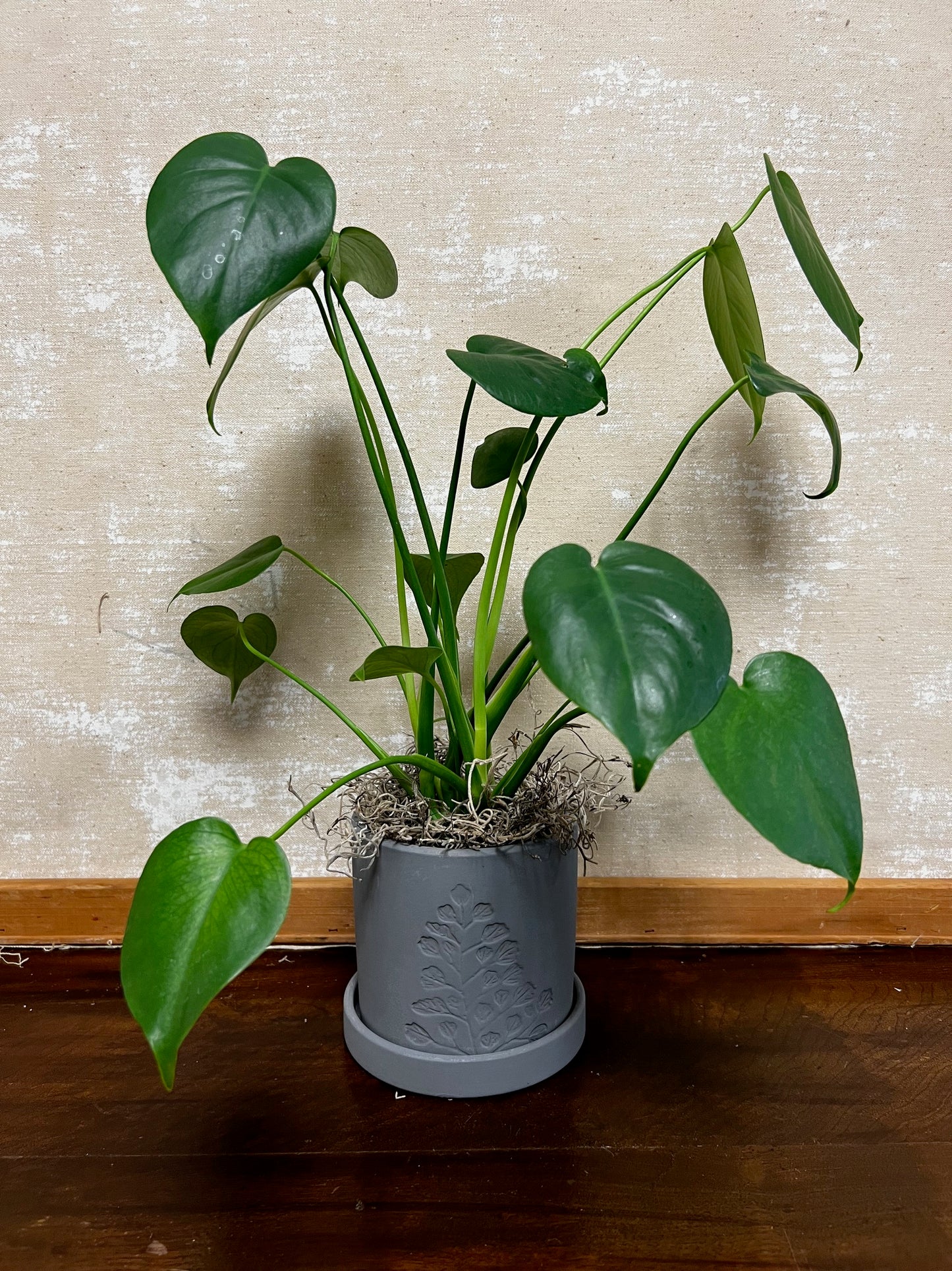 Potted Philodendron