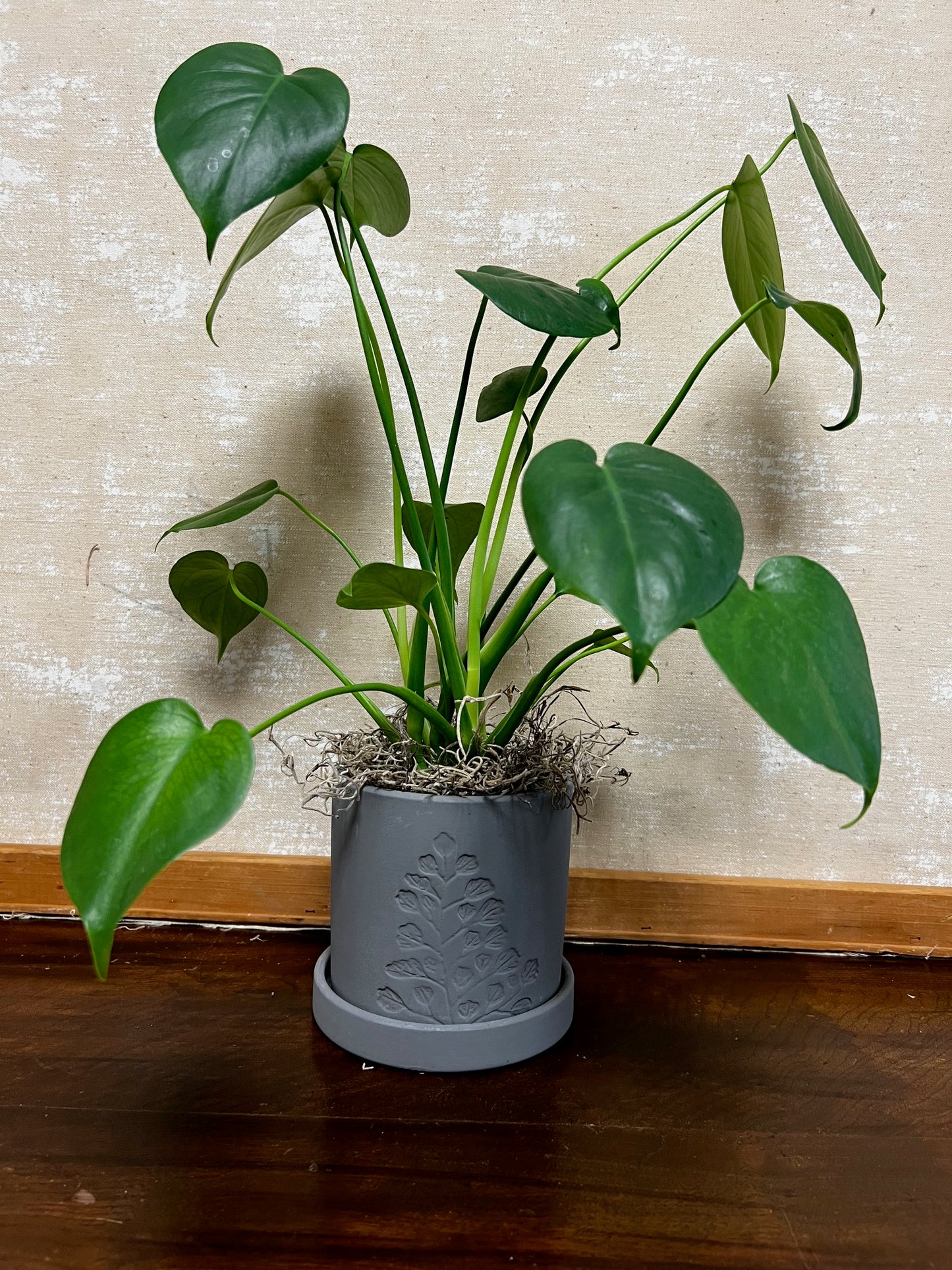 Potted Philodendron