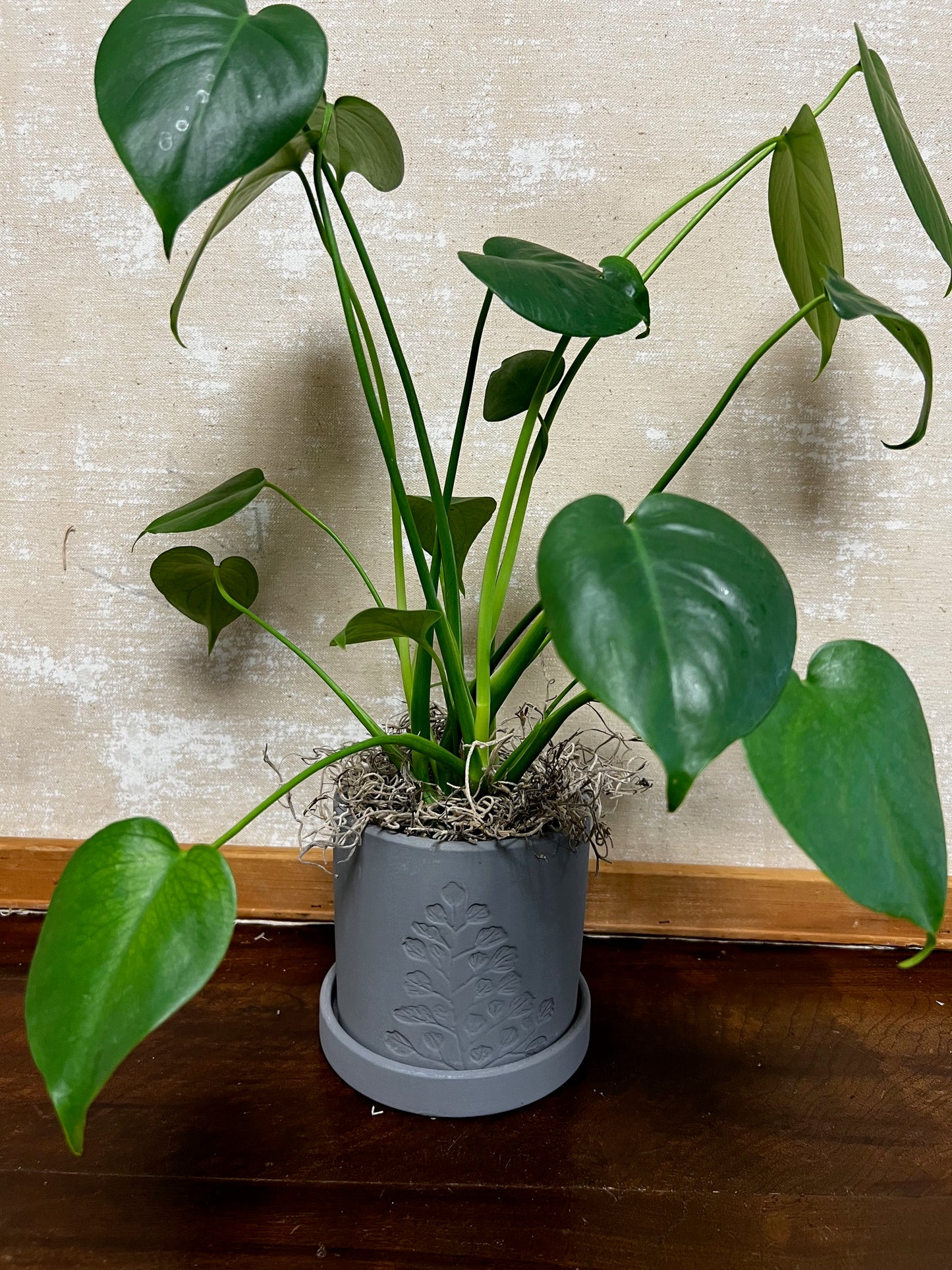 Potted Philodendron