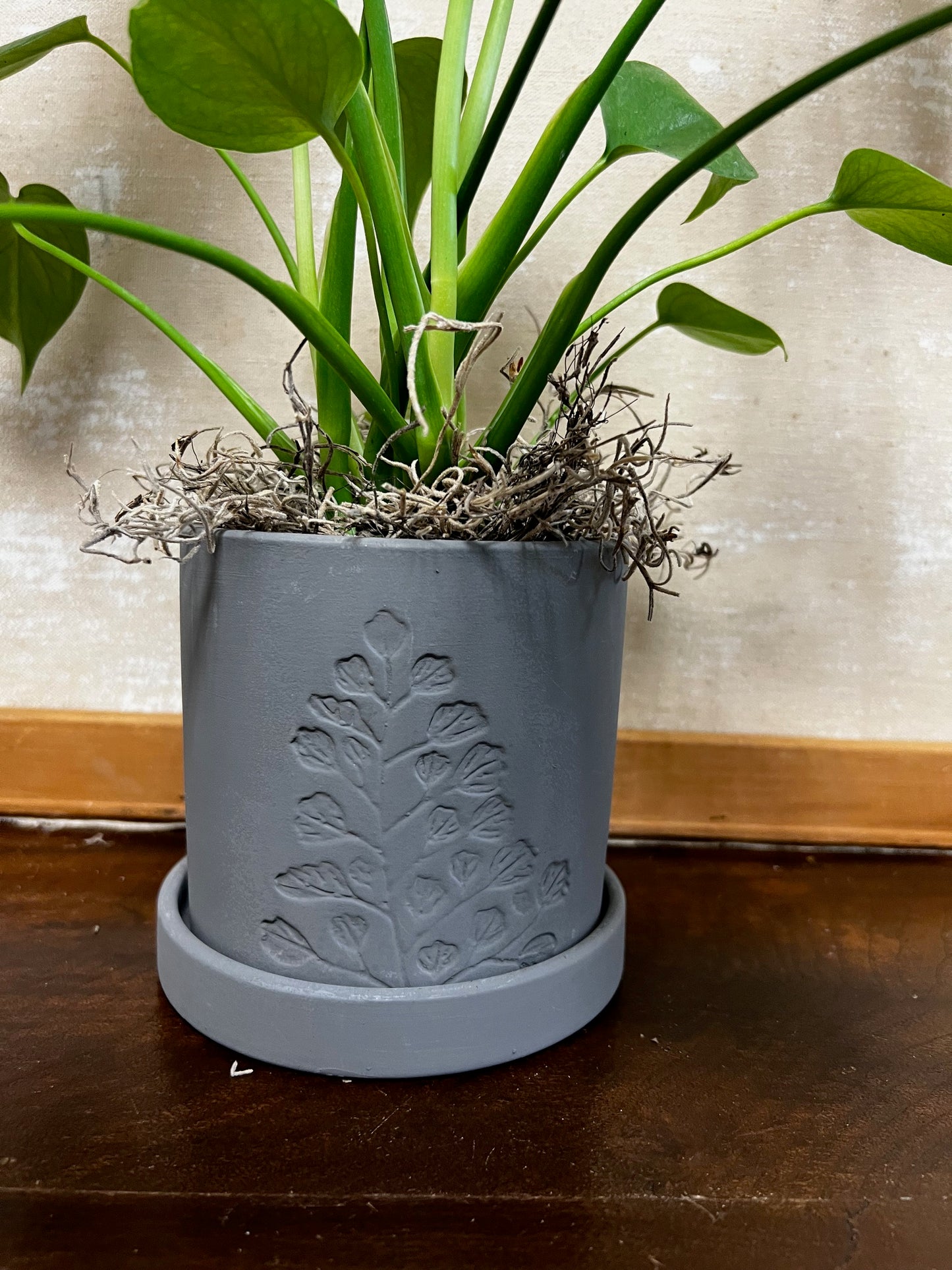 Potted Philodendron