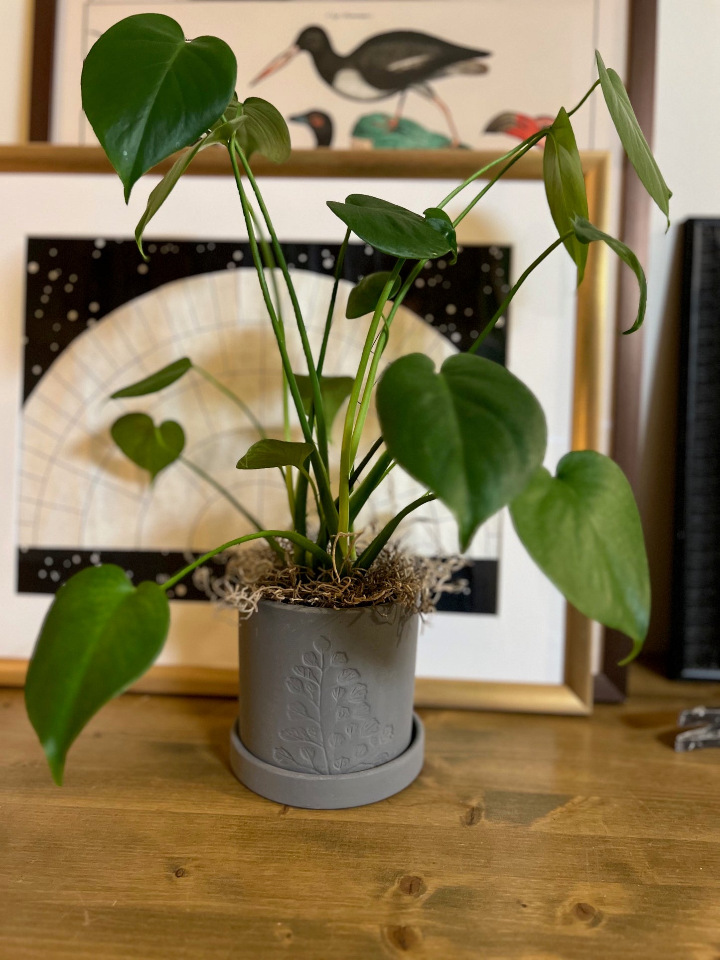 Potted Philodendron