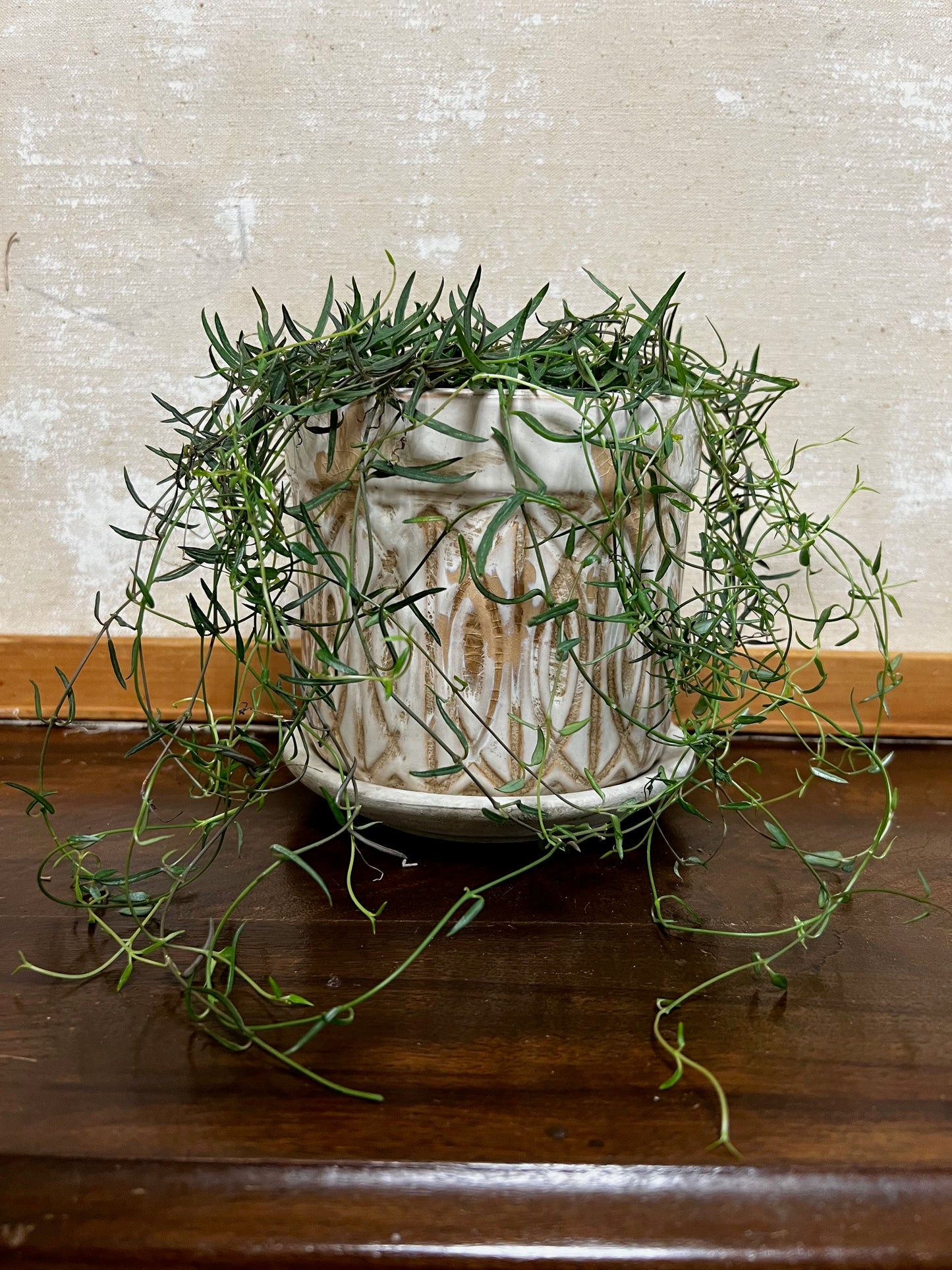 Potted String Of Needles