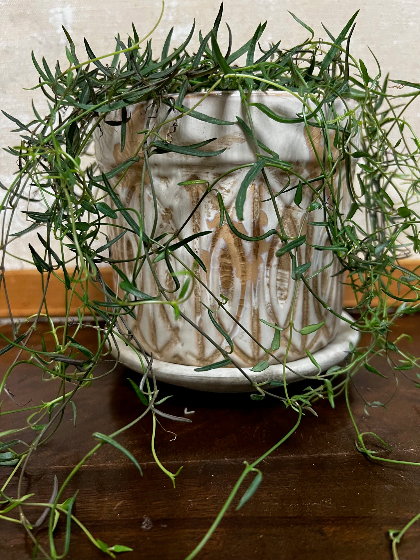 Potted String Of Needles