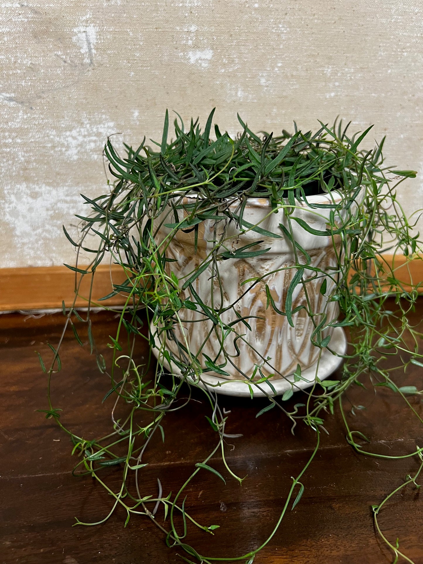 Potted String Of Needles