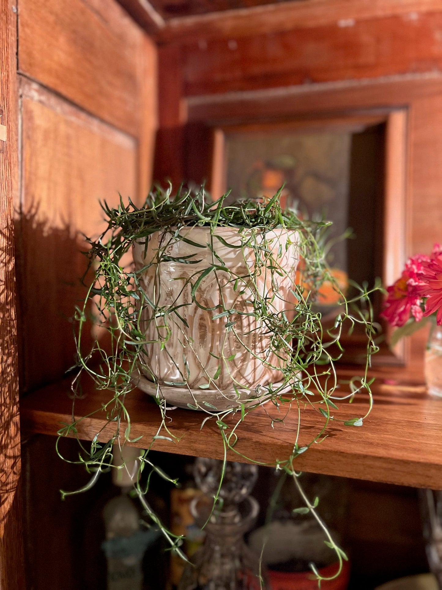 Potted String Of Needles