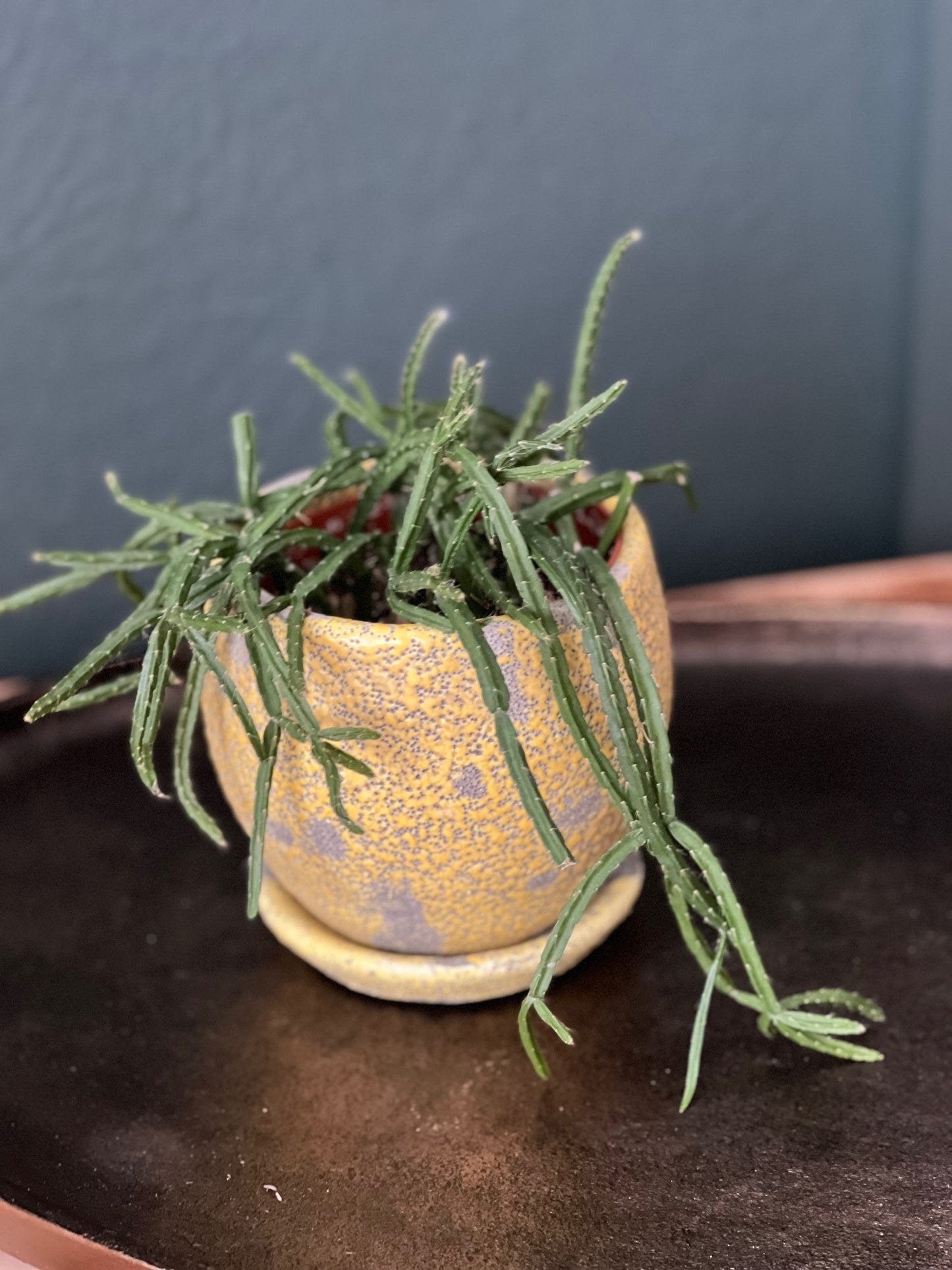 Potted Rhipsalis Plant