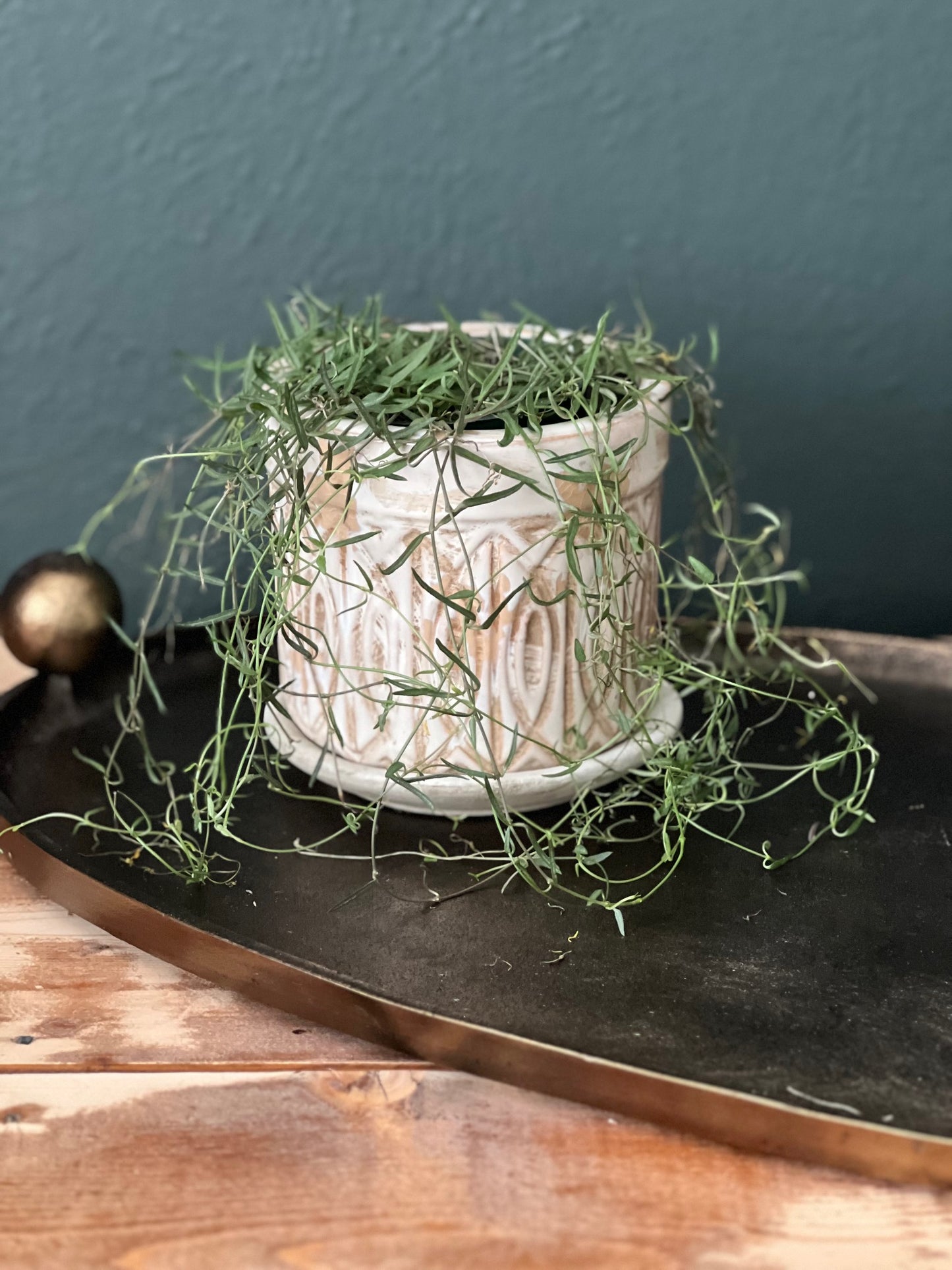 Potted String Of Needles