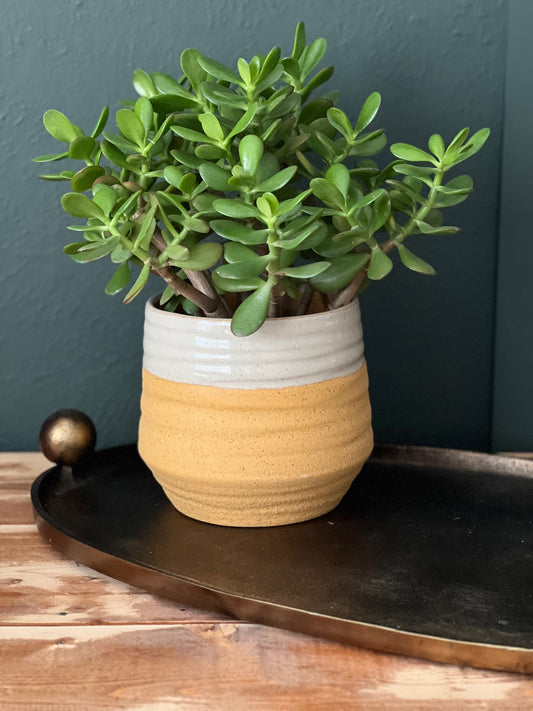 Potted Jade Plant