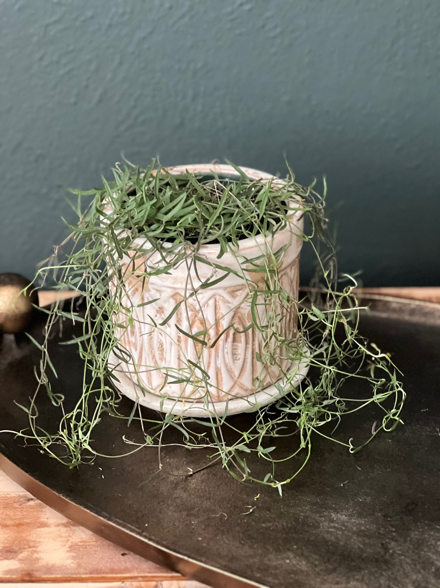 Potted String Of Needles