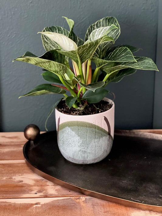 Potted Philodendron Birkin Plant