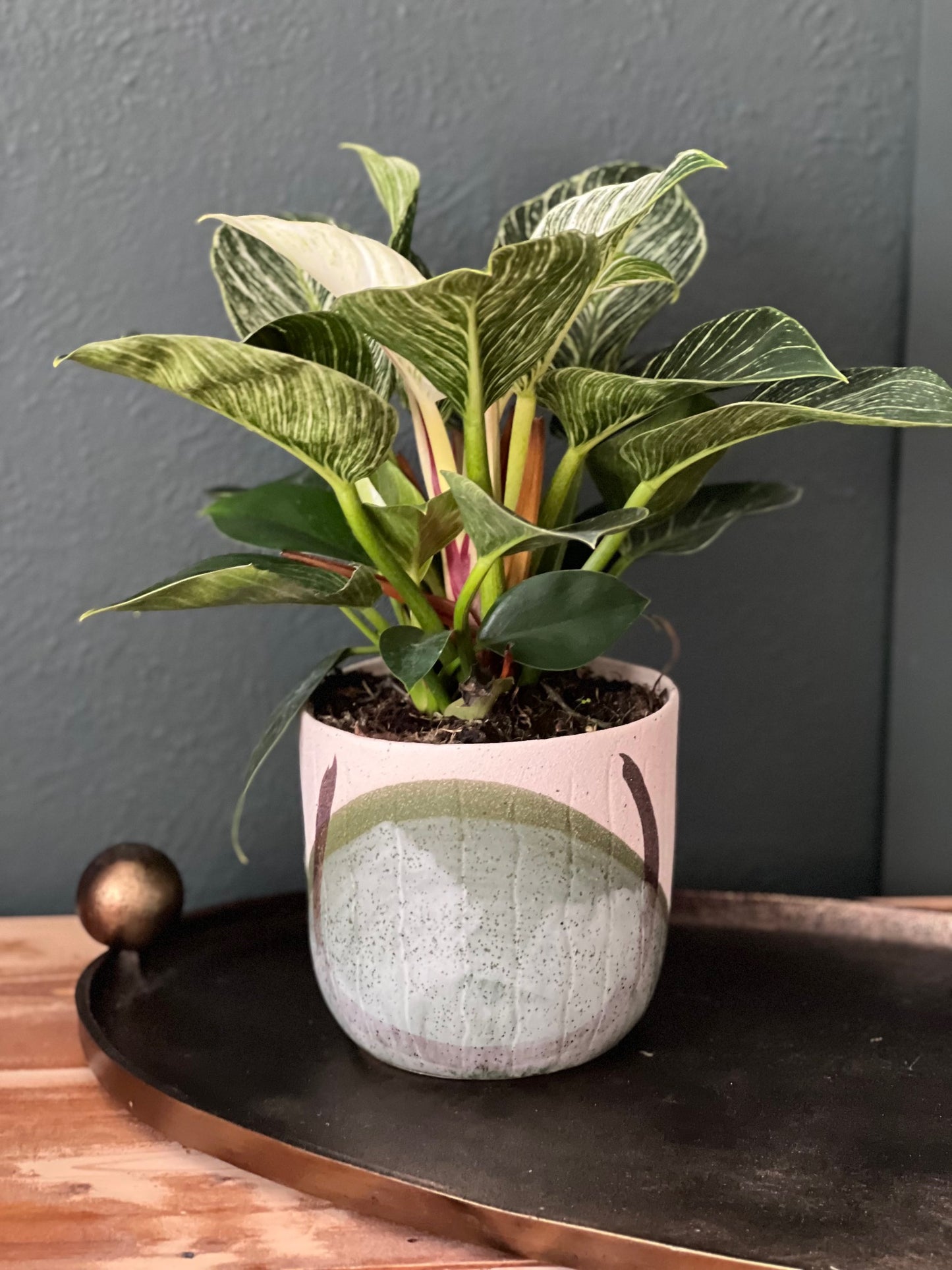 Potted Philodendron Birkin Plant