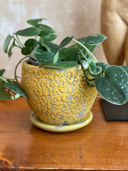 Canary Pot